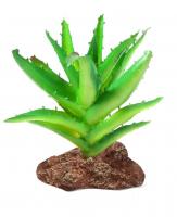 Laguna Растение Алоэ в зоомагазине Лепшы Сябар
