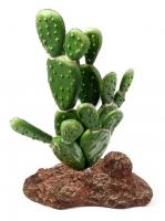 Laguna Растение Опунция в зоомагазине Лепшы Сябар